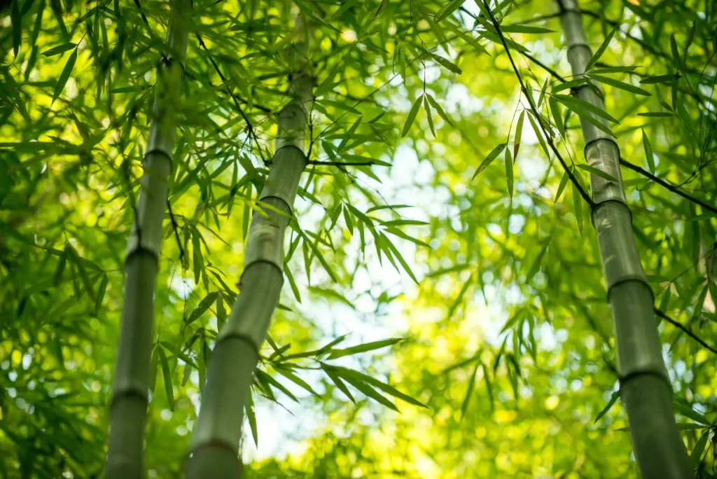 contact bamboo